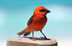 Fody bird