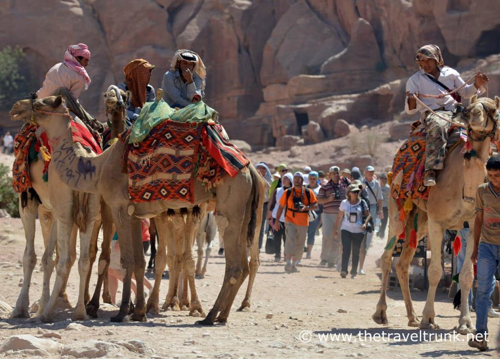 Camels Petra