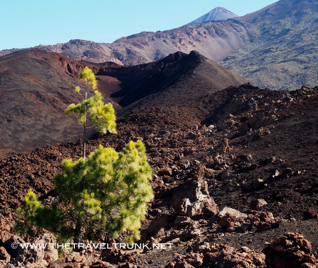 Trekking in Tenerife