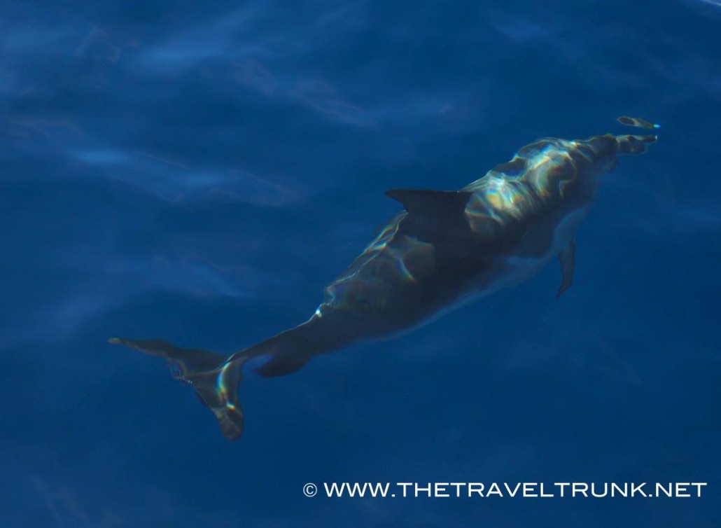 Dolphins