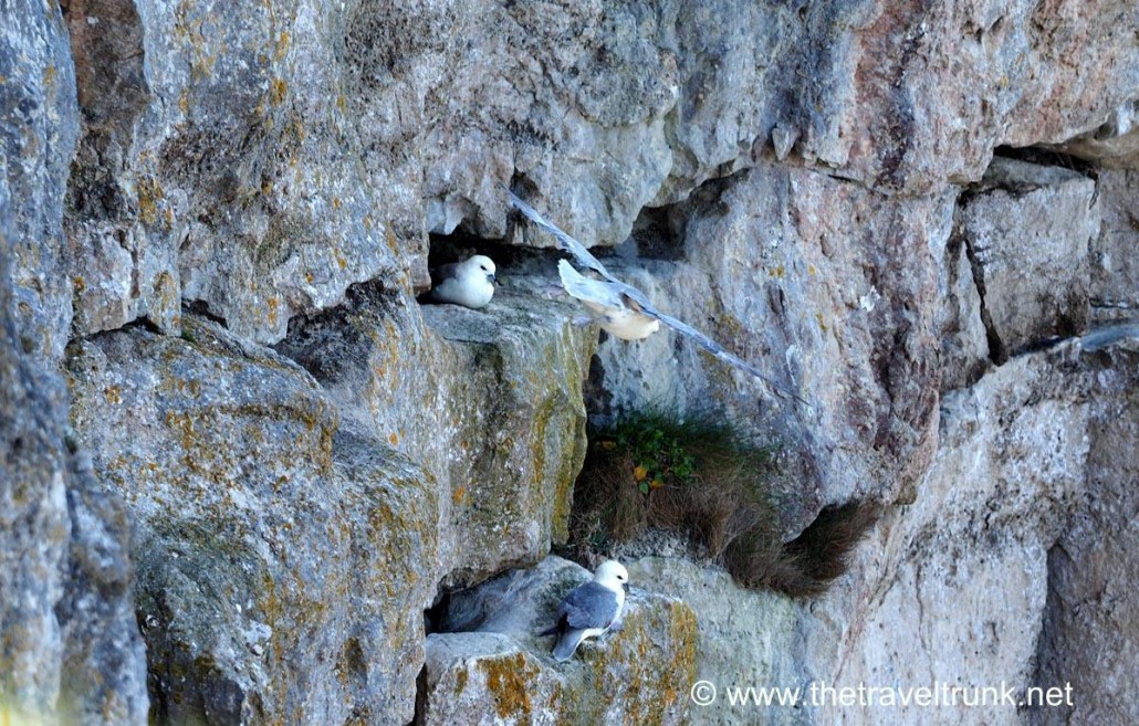 Birds nesting
