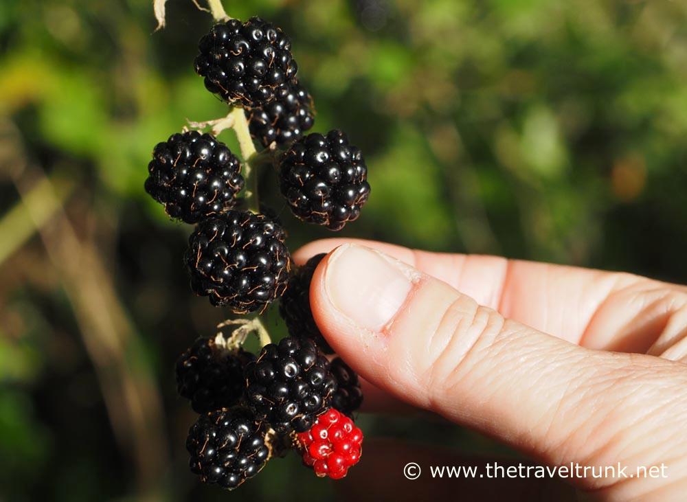 Blackberries