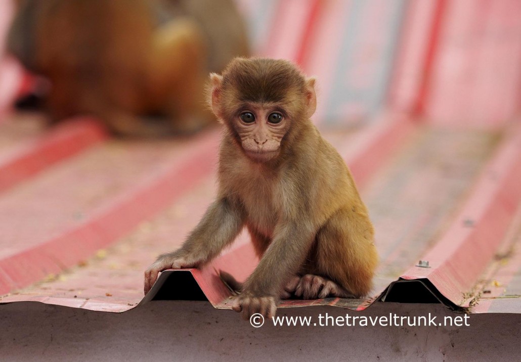 Monkey