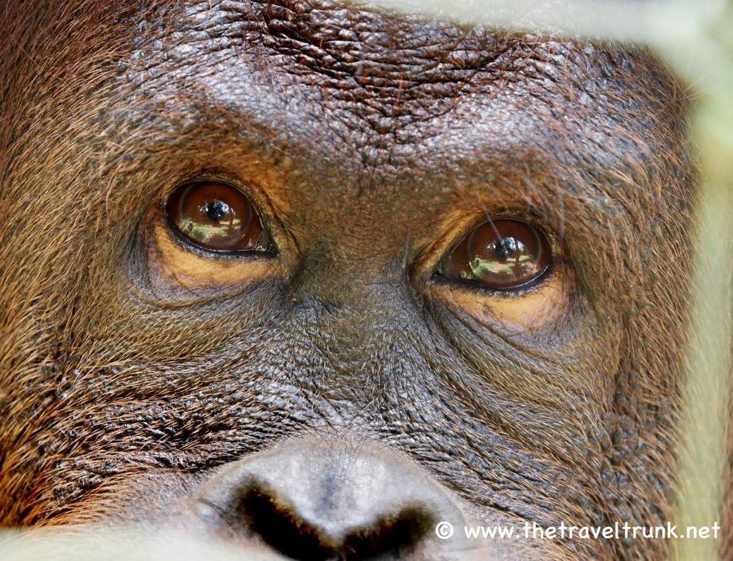 Orang-utan