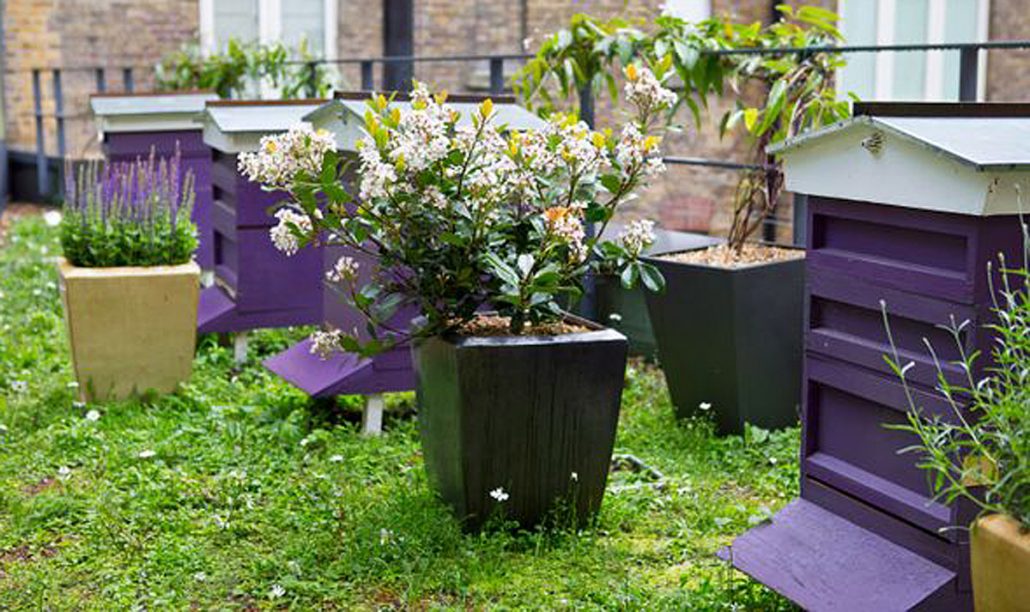 Urban beekeeping