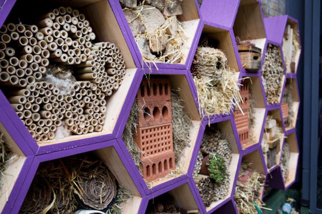 Urban beekeeping