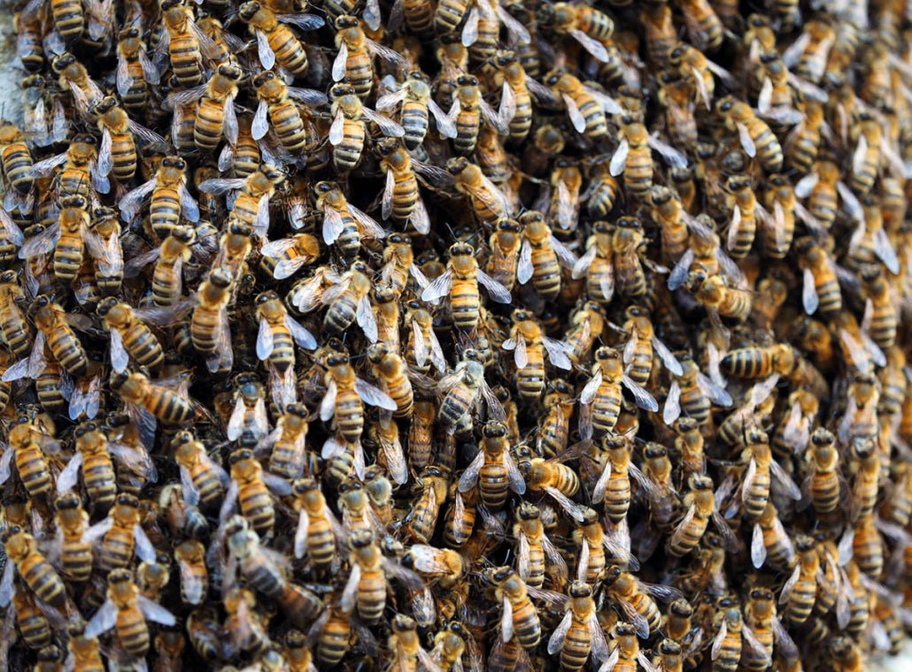 Bee swarm