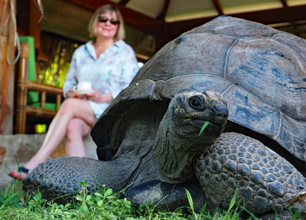 Giant tortoise