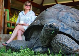 Seychelles giant tortois