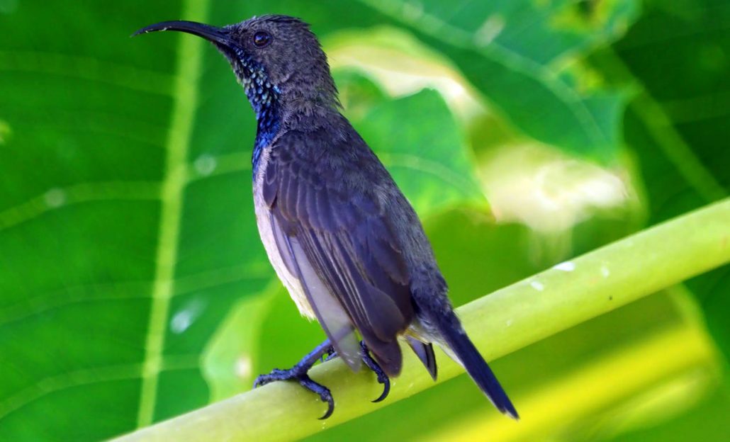 Sun Bird