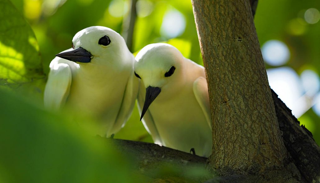 Fairy Terns