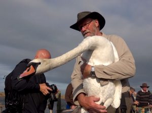 Swan round-up