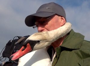 Swan round-up