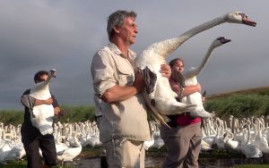 Swan round-up