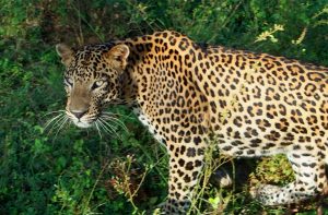 Spotting Leopards in Sri Lanka.