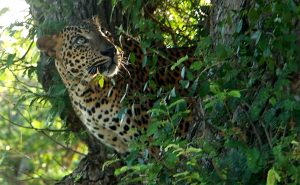 Leopard Sri Lanka