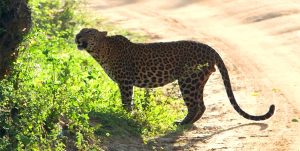 Leopard Yala