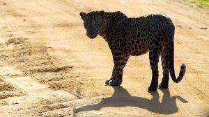 Leopard Sri Lanka