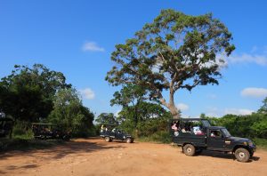 Leopard Spotting in Sri Lanka