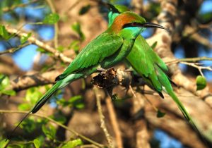 Colourful birds Yala