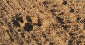 Spotting Leopards in Sri Lanka.