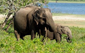 Elephants Yala