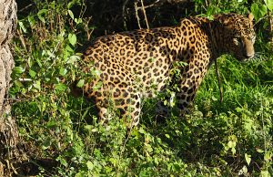Leopard in the bush