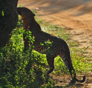 Leopard Sri Lanka