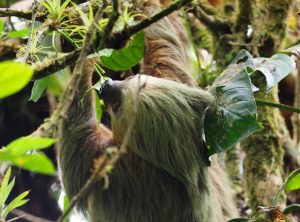 Sloth Nicaragua Central America.
