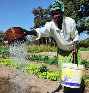 Woman watering The Gambia