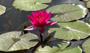 Monet Lily