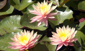 Water Lilies