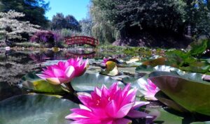 Close up Lilies