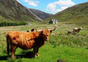 Highland Cattle