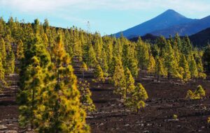Walking Tenerife