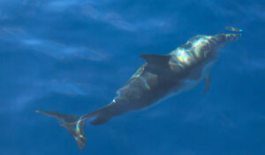 Spotting dolphins in tenerife is one of 11 European Destinations