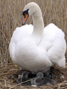 First Cygnets hatched at Abbotsbury.