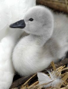 First Cygnets hatched at Abbotsbury