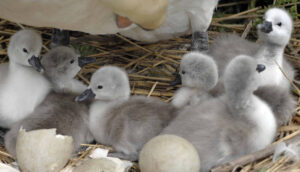 First Cygnets hatched at Abbotsbury