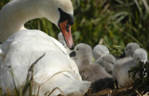 First Cygnets hatched at Abbotsbury.